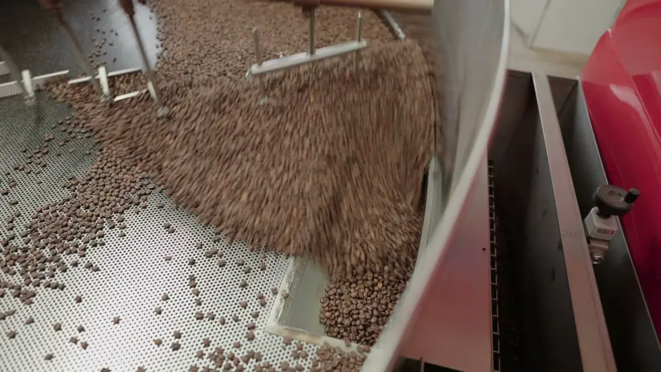 Frisch geröstete Kaffeebohnen fallen aus dem Röster in das Kühlsieb der Rösterei Drago Mocambo in Radevormwald