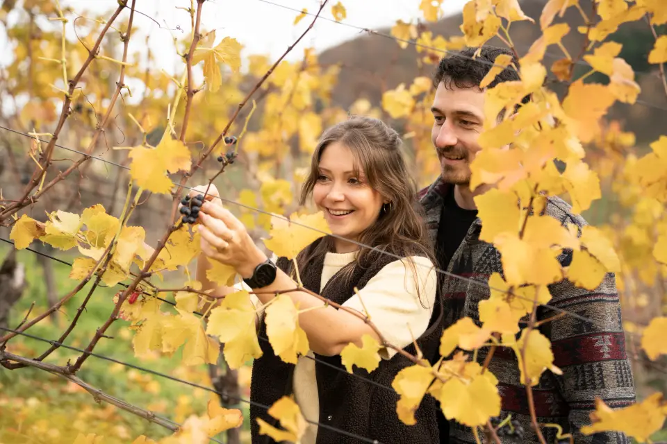 Ein Paar betrachtet Trauben zwischen gelbem Herbstlaub in den Weinbergen im Ahrtal